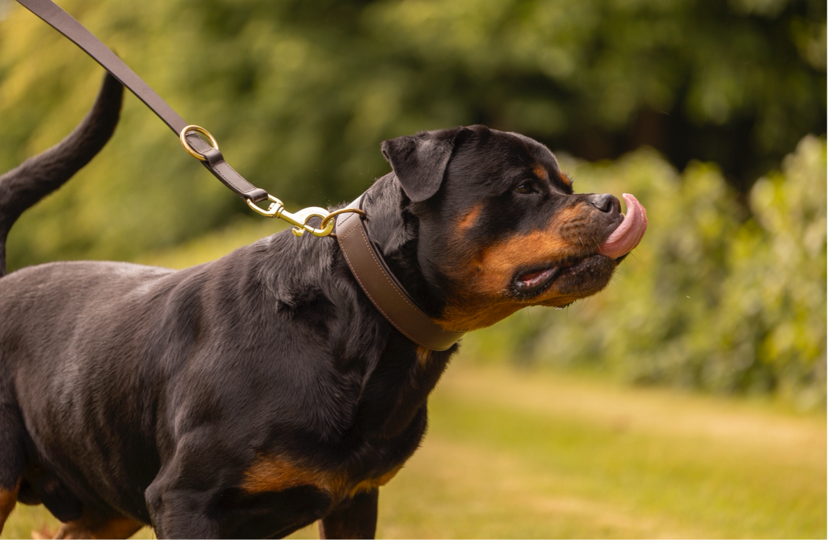 Klassisk læder halsbånd - Brun