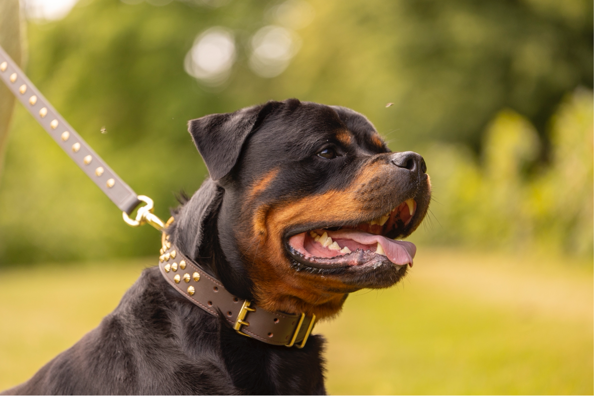 Zika læder line m. guld - Brun 2. Sorterings