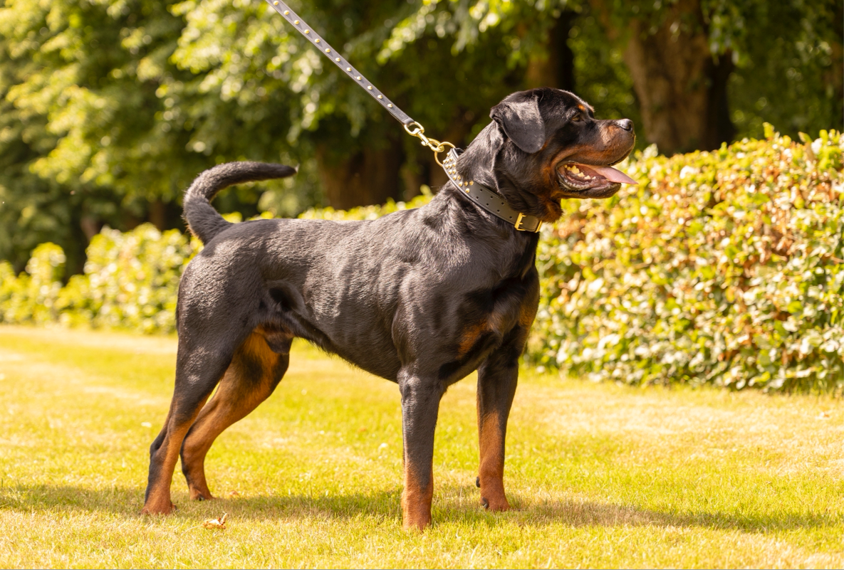Zika læder line m. guld - Sort