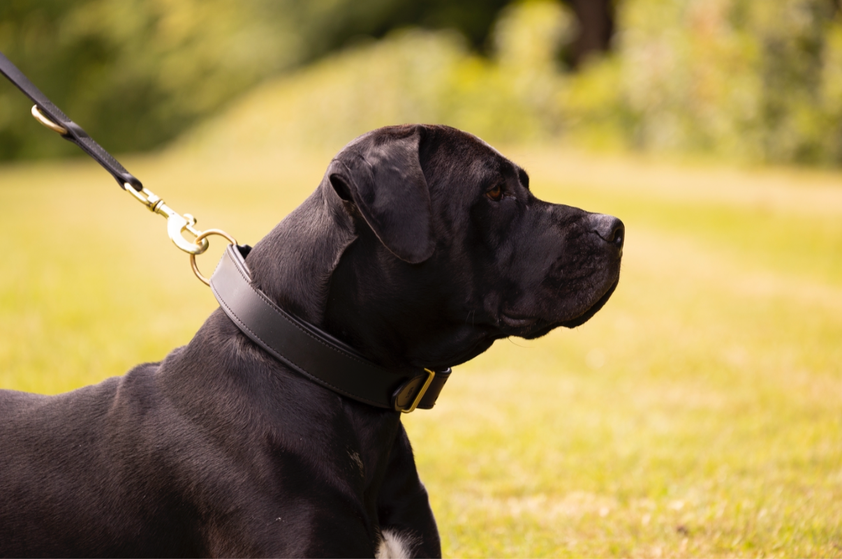 Klassisk læder halsbånd - Sort