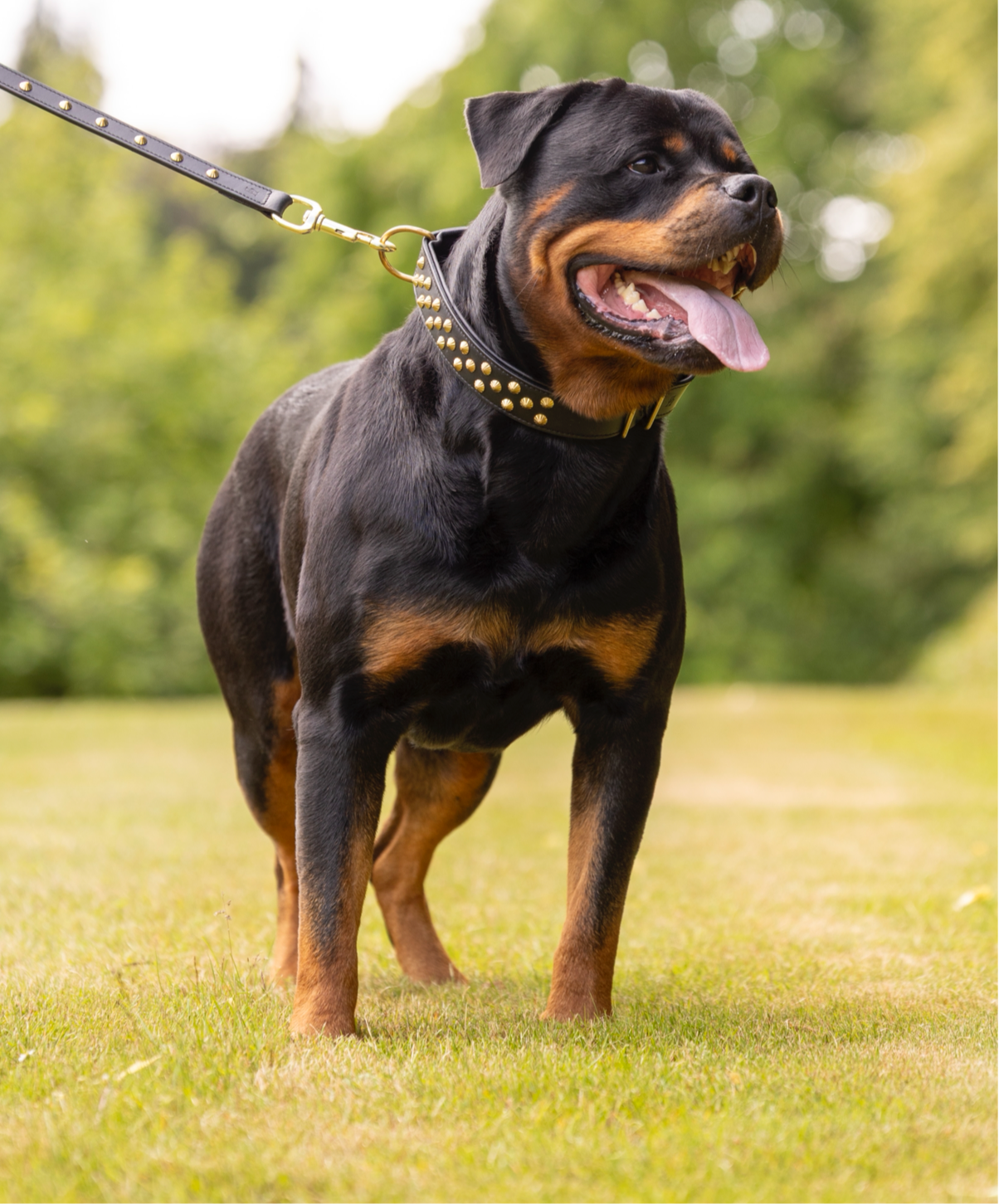 Zika læder halsbånd m. Guld - Sort