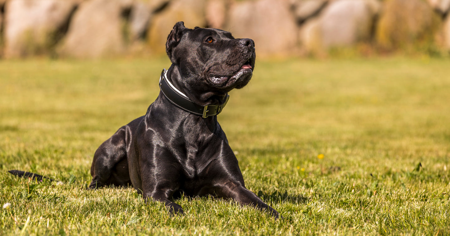 Læder halsbånd - Sort/hvid 2. sorterings