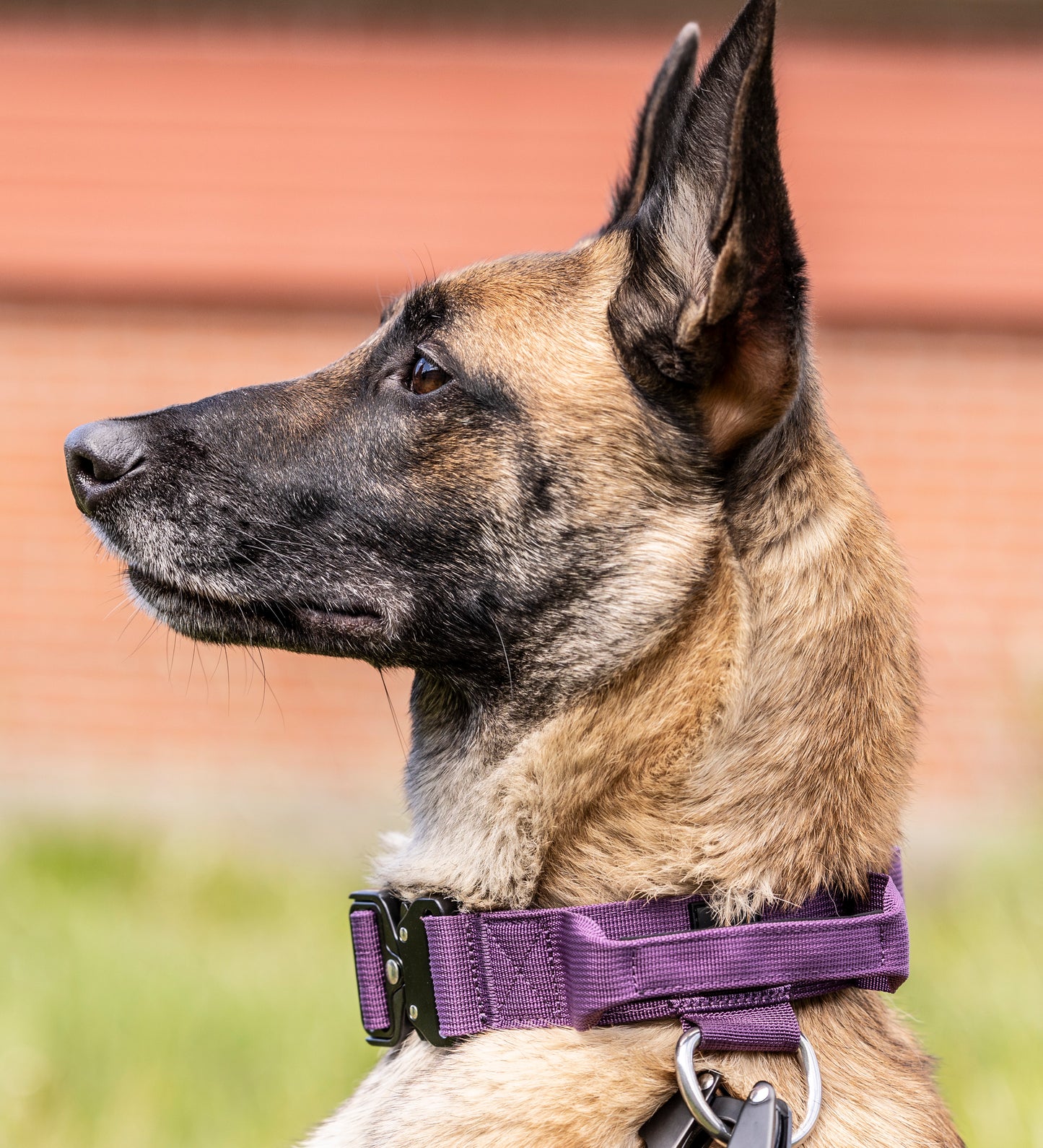 Command halsbånd - Lilla