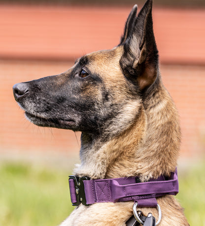 Command halsbånd - Lilla